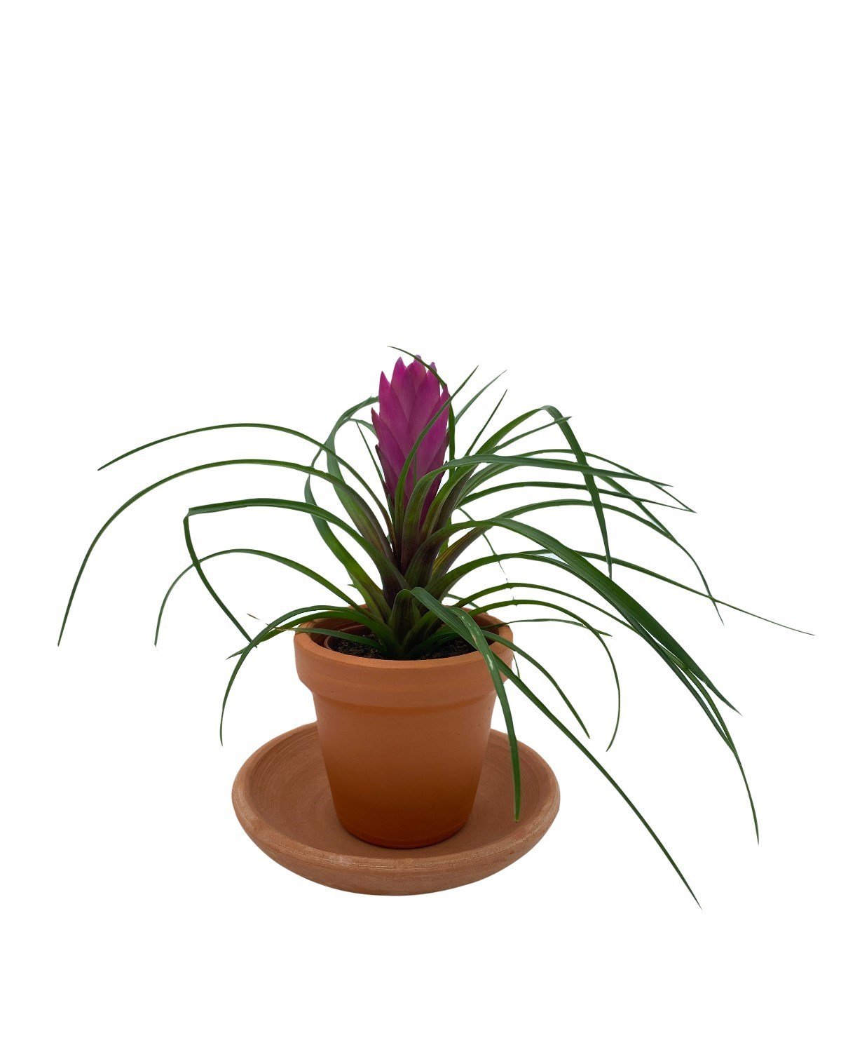 Tillandsia Cyanea (Air Plant)