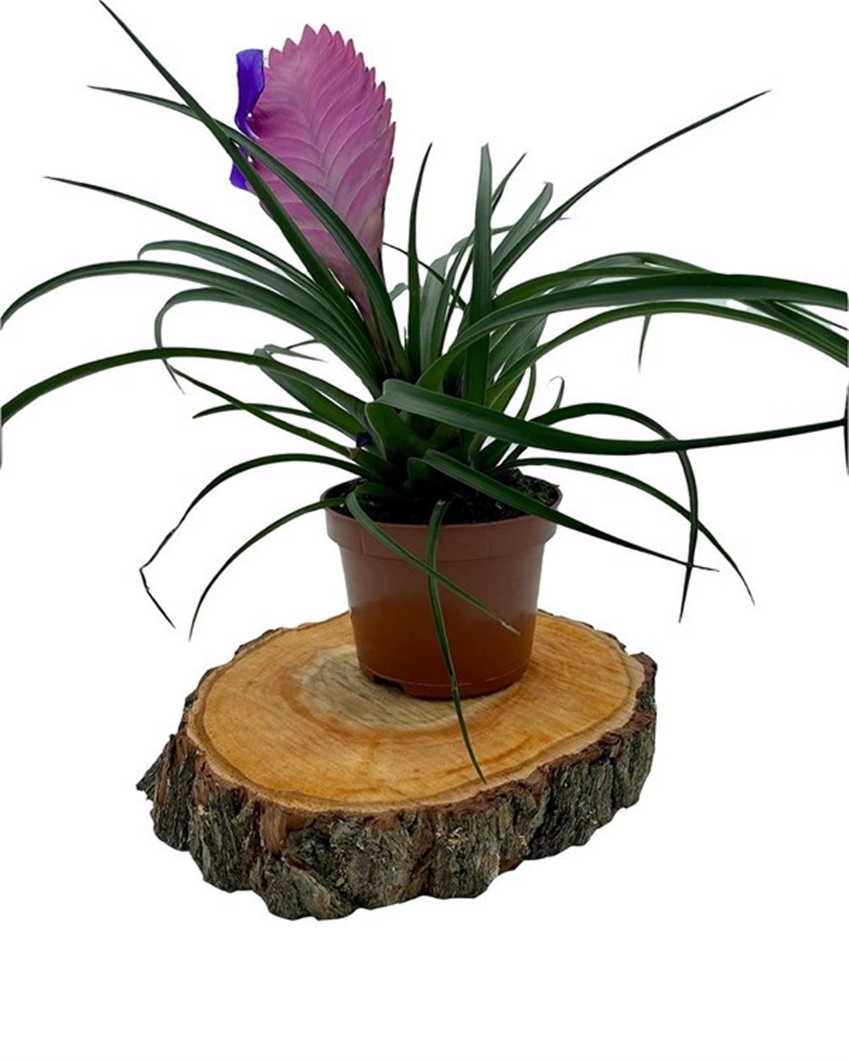 Tillandsia Cyanea (Air Plant)