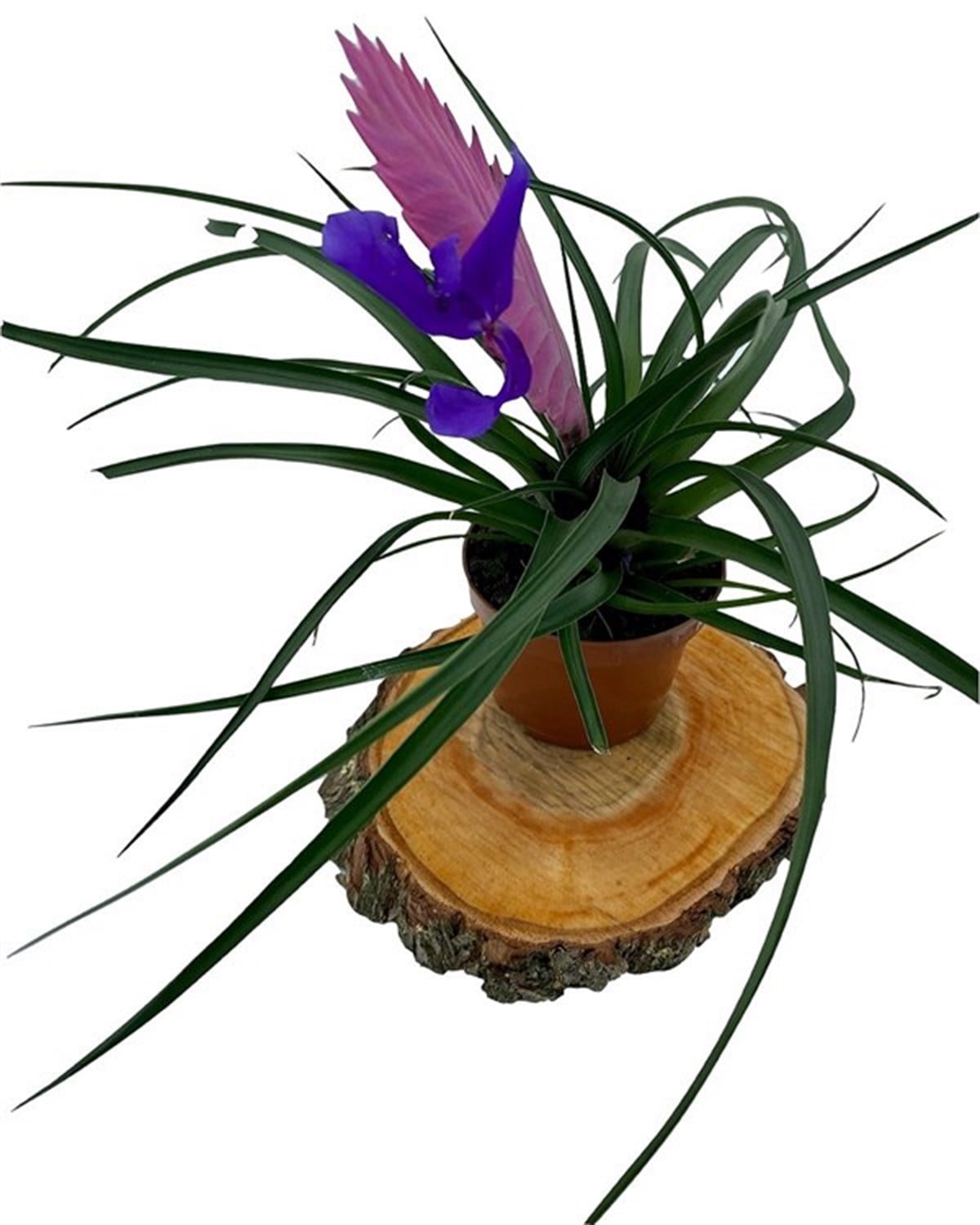 Tillandsia Cyanea (Air Plant)