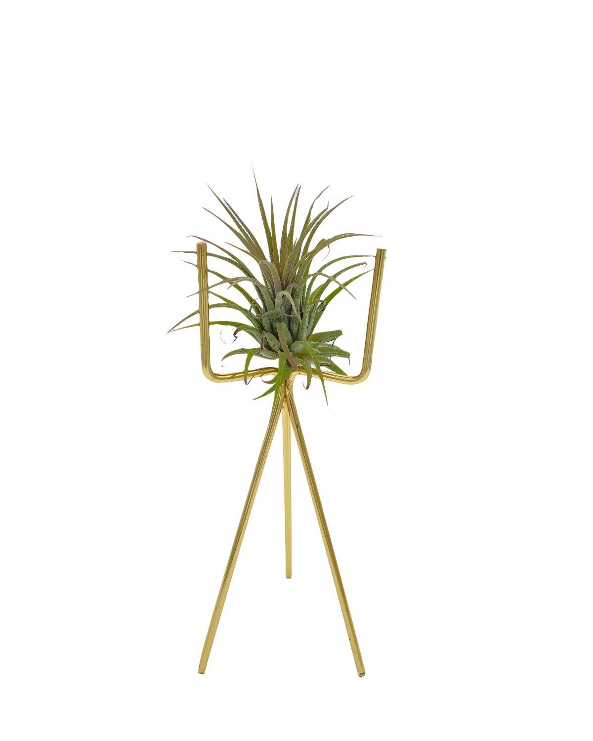 Tillandsia Ionantha