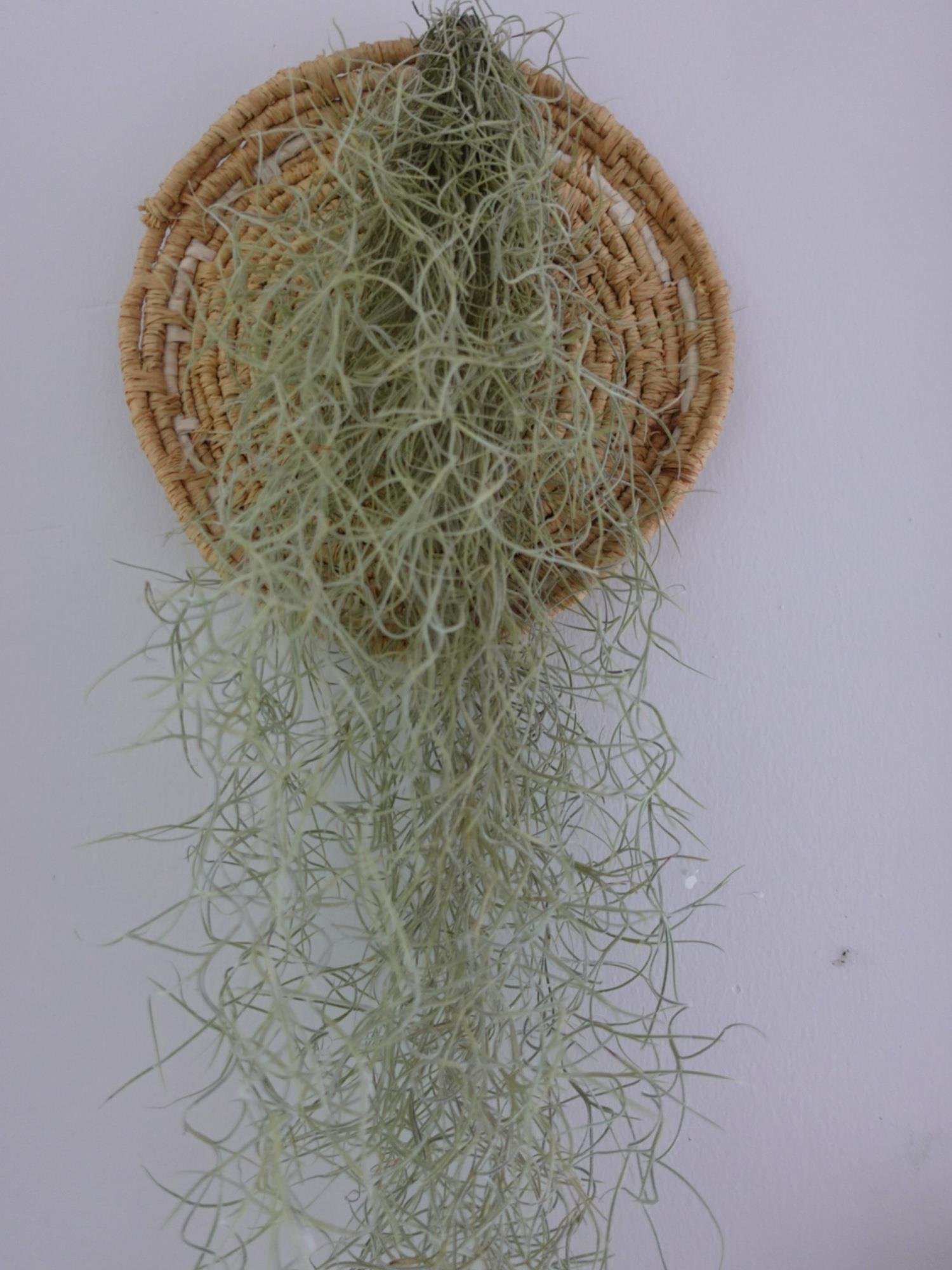 Tillandsia Usneoides Air Plant Hava Bitkisi