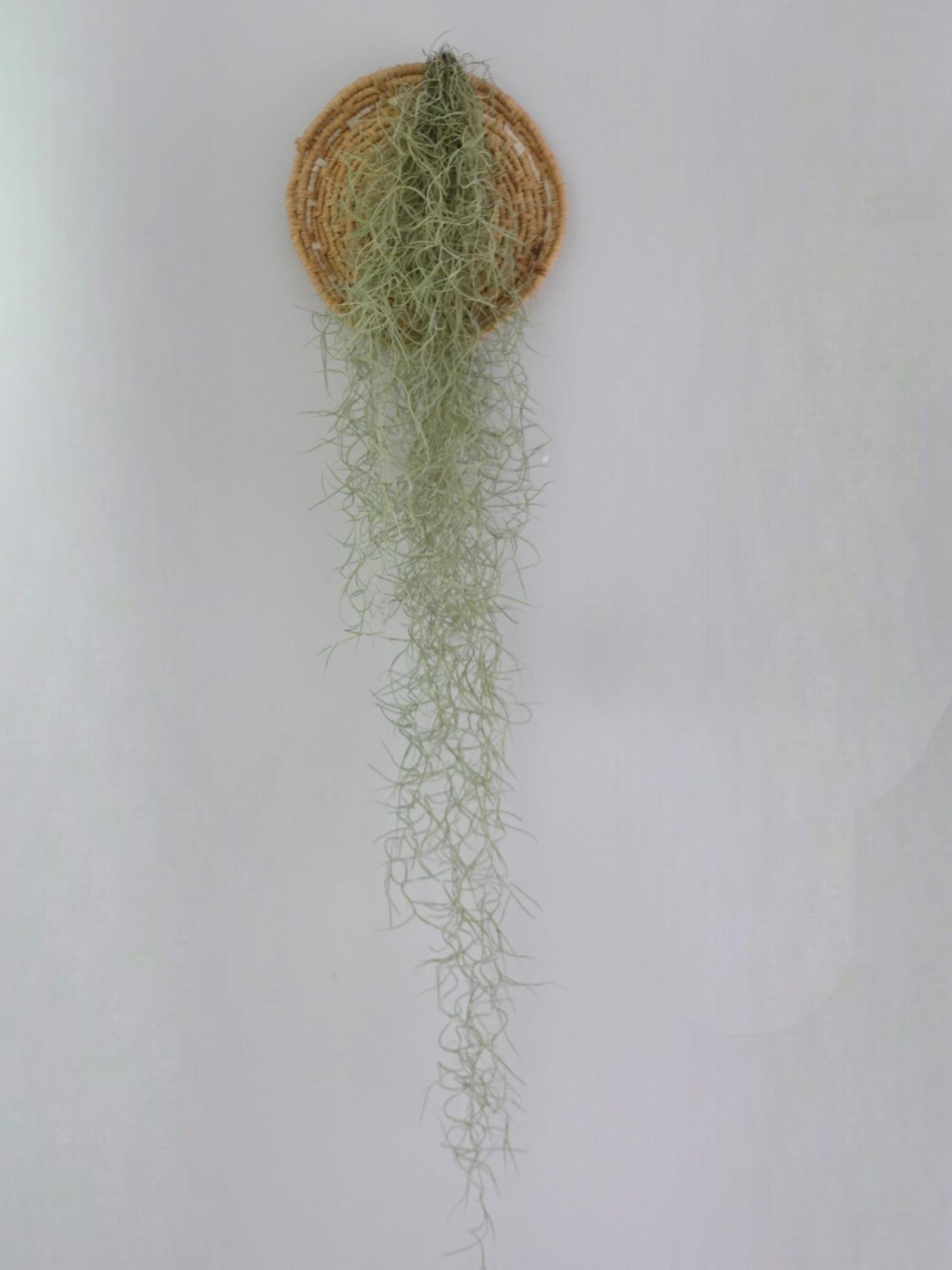 Tillandsia Usneoides Air Plant Hava Bitkisi