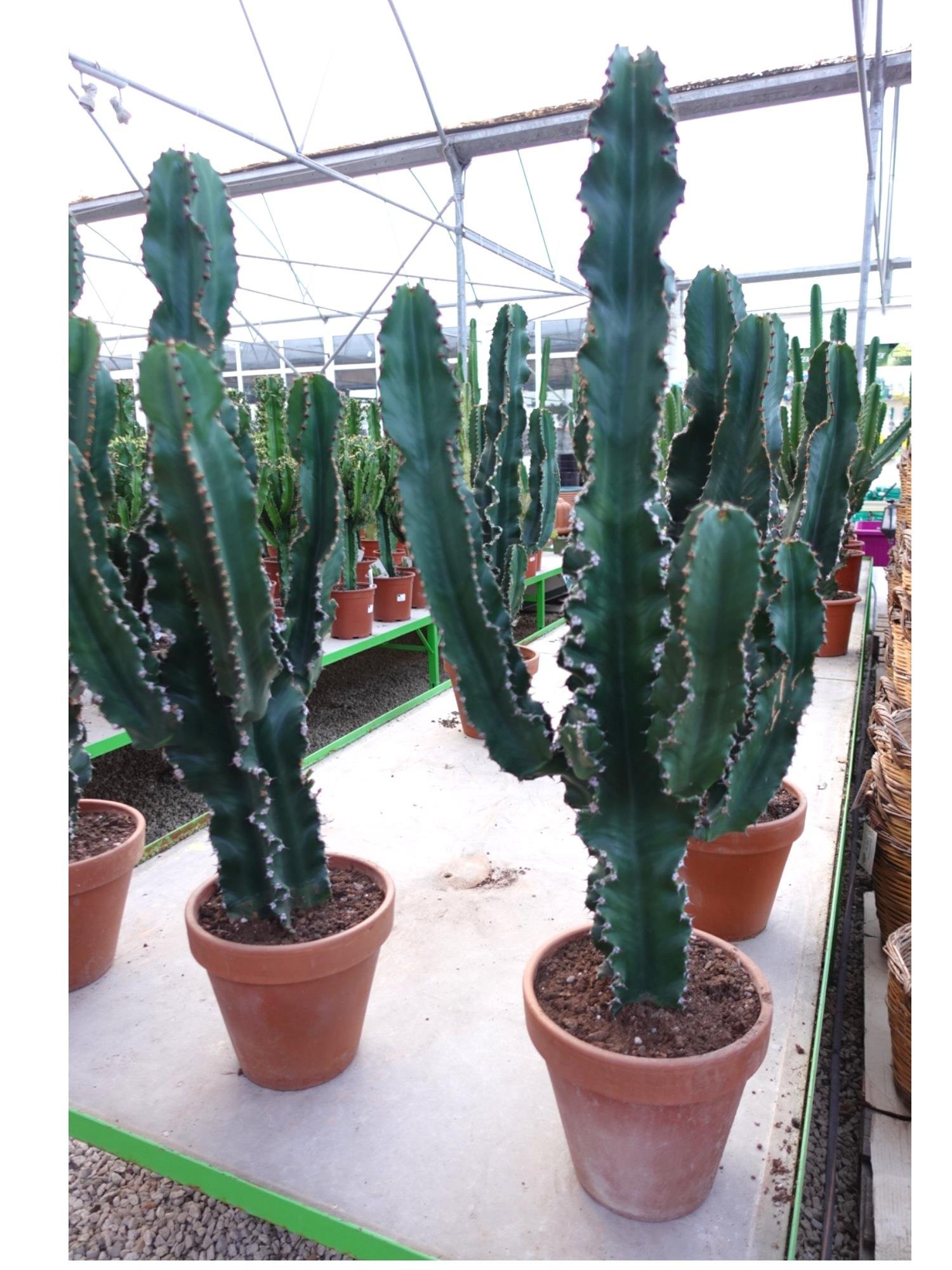 Toprak Saksılı Kovboy Kaktüsü – Euphorbia Ingens (100-110 cm - Hazır Dekor)