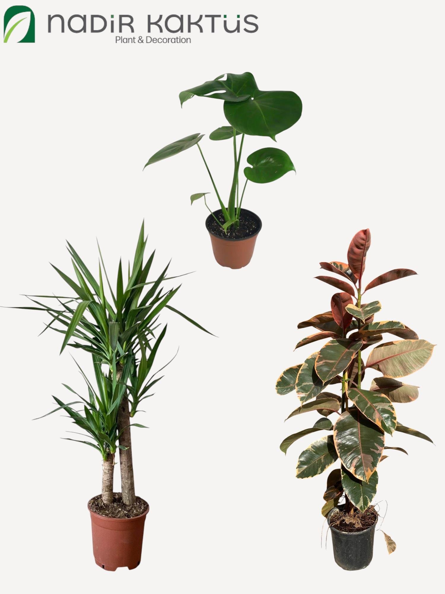 Tropik Denge Kampanyalı Bitki Seti ( 2 Gövdeli Alacalı Kauçuk -  2 Gövdeli Yuka 100 - 120 Cm - Monstera Deve Tabanı )