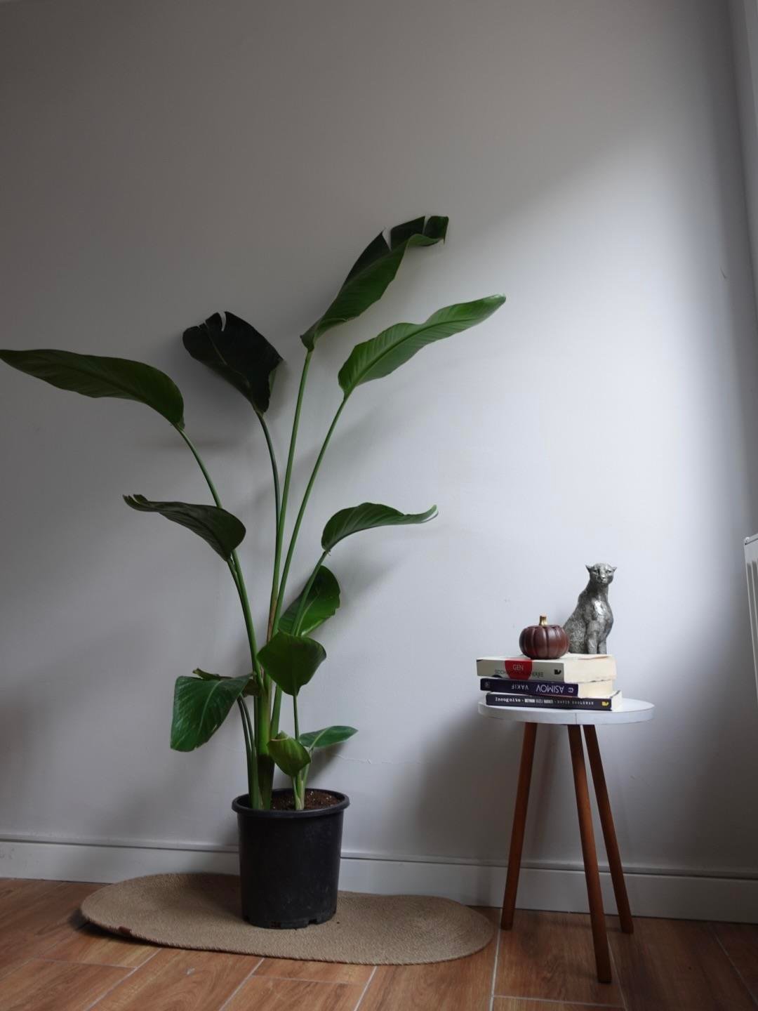 Tropik Salon Seti ( Areka Palmiyesi XL 180 Cm - 3 Gövdeli Starliçe 170 Cm - Monstera Deve Tabanı)
