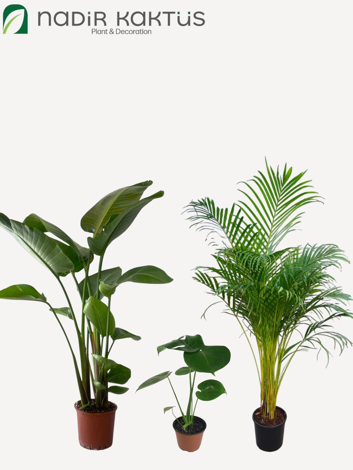 Tropik Salon Seti ( Areka Palmiyesi XL 180 Cm - 3 Gövdeli Starliçe 170 Cm - Monstera Deve Tabanı)