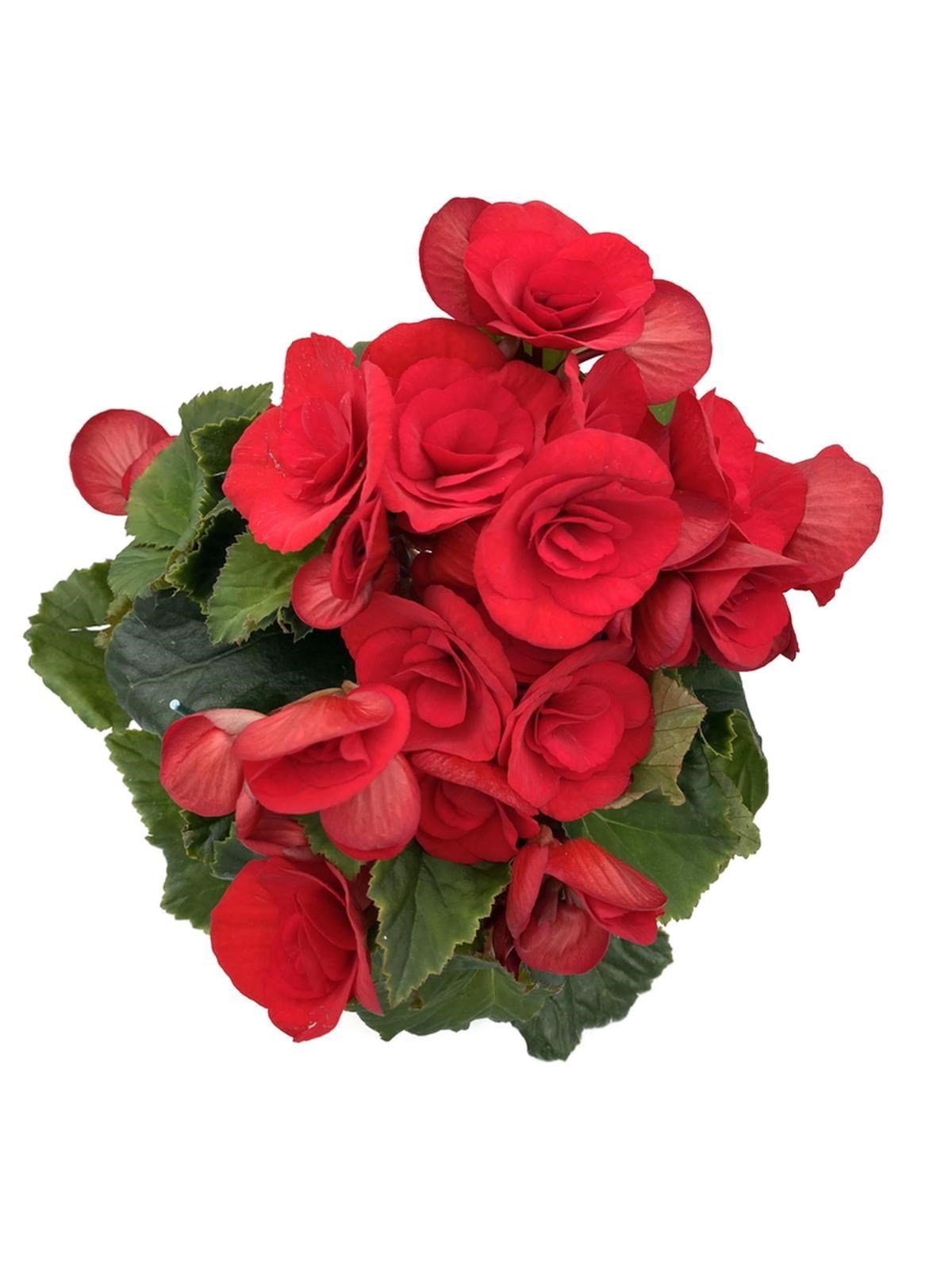 Tuberous Begonia (Yumrulu, Katmerli Begonya) Kırmızı