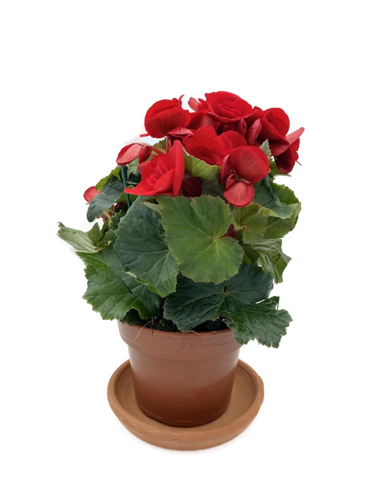 Tuberous Begonia (Yumrulu, Katmerli Begonya) Kırmızı