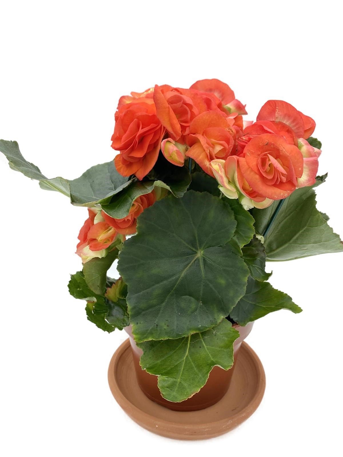 Tuberous Begonia (Yumrulu, Katmerli Begonya) Turuncu