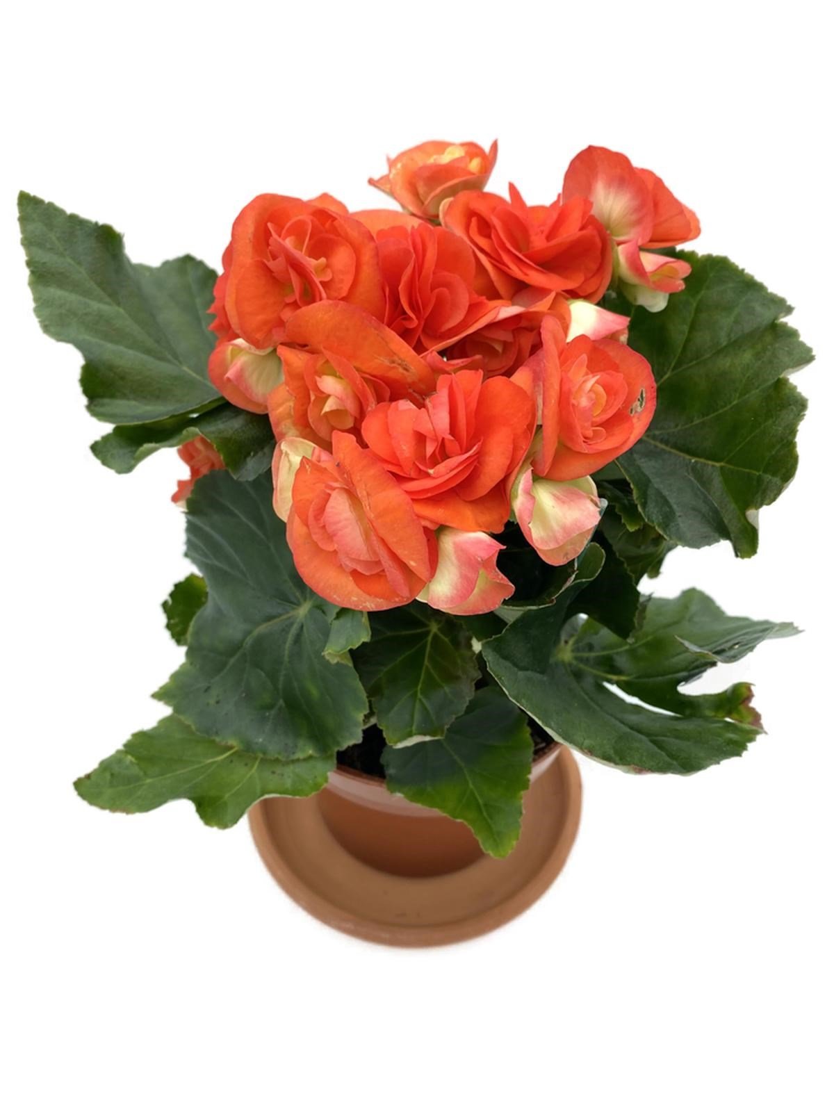 Tuberous Begonia (Yumrulu, Katmerli Begonya) Turuncu