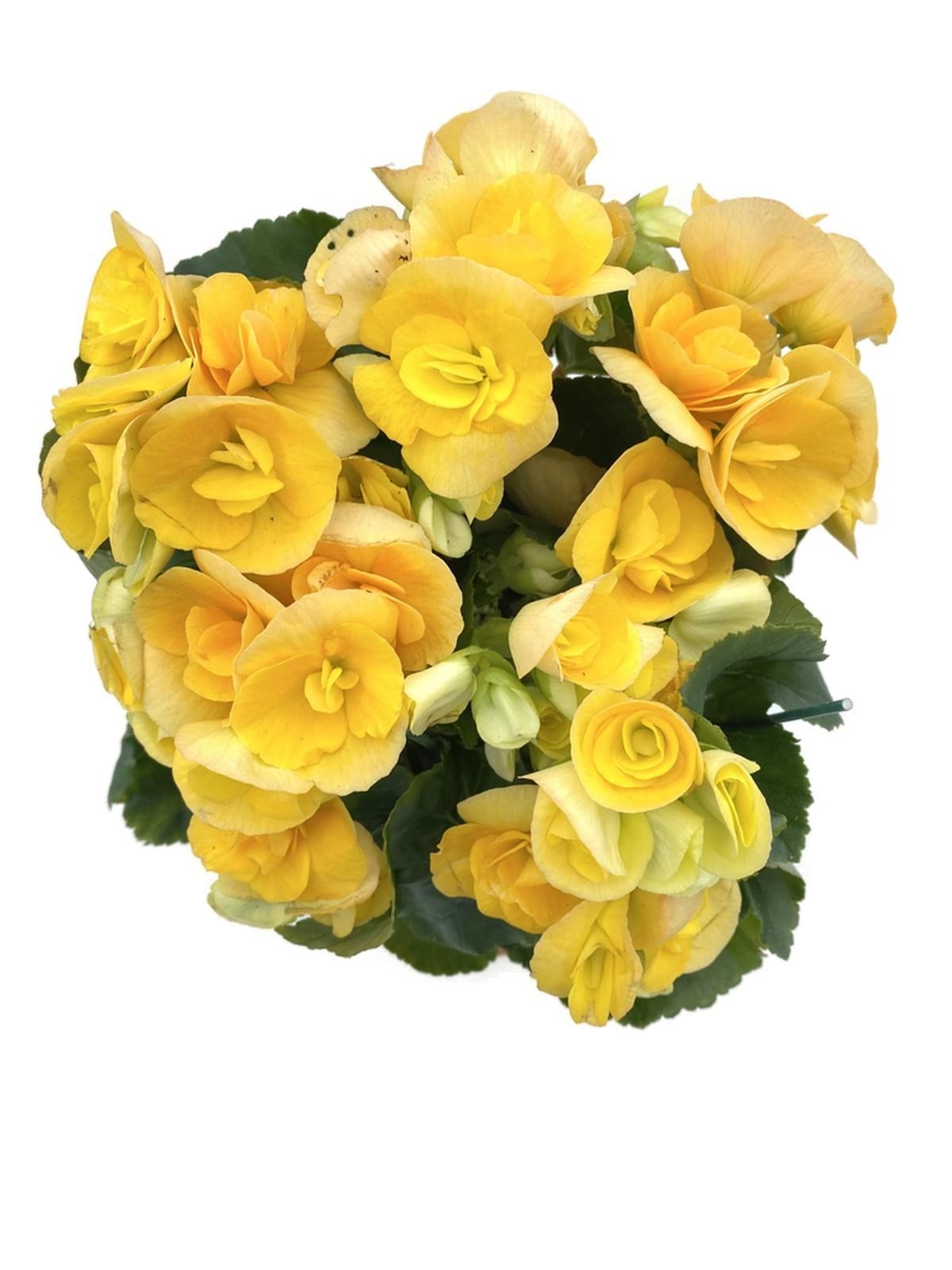 Tuberous Begonia (Yumrulu, Katmerli Begonya) Sarı