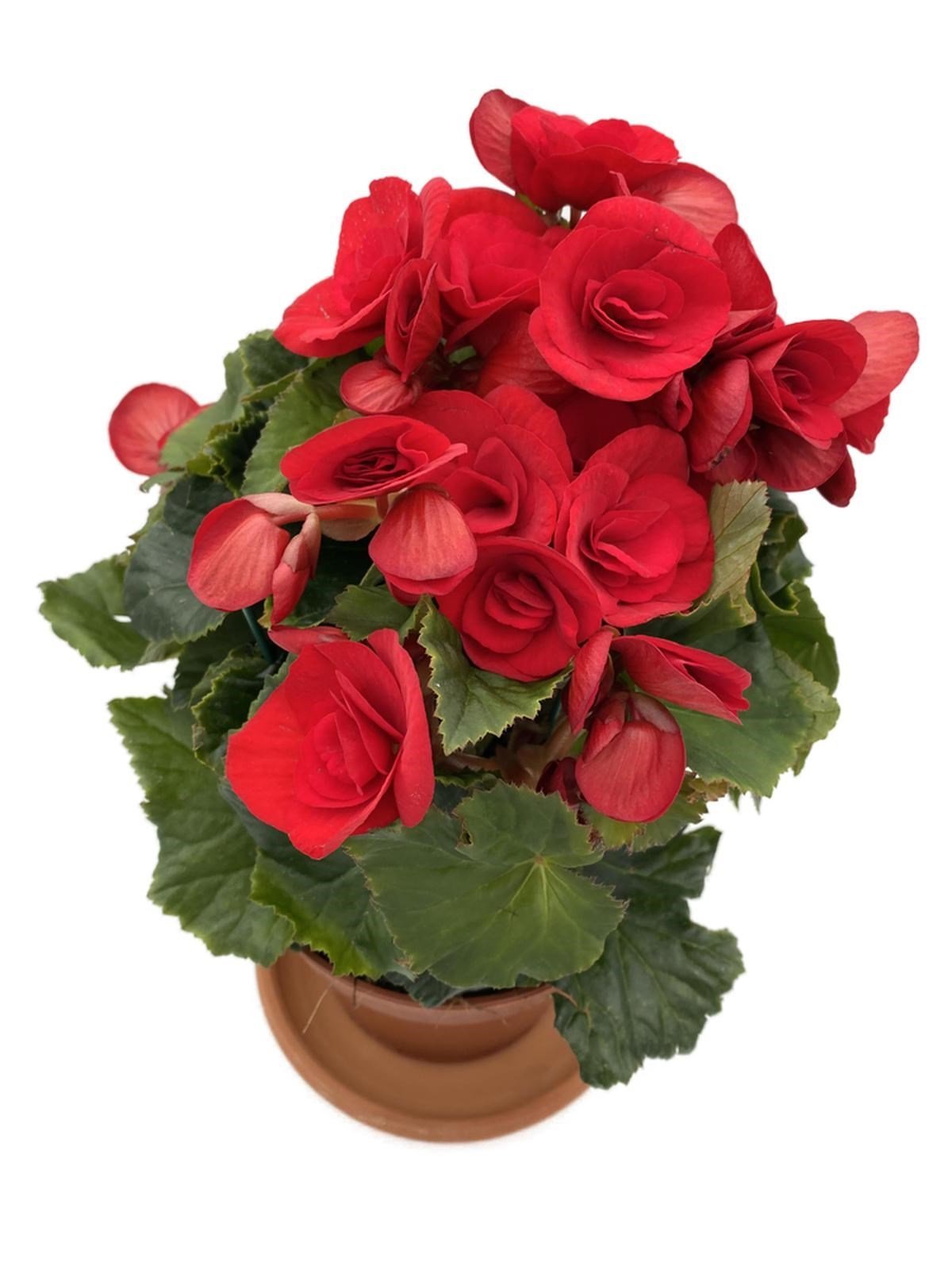 Tuberous Begonia (Yumrulu, Katmerli Begonya) Kırmızı