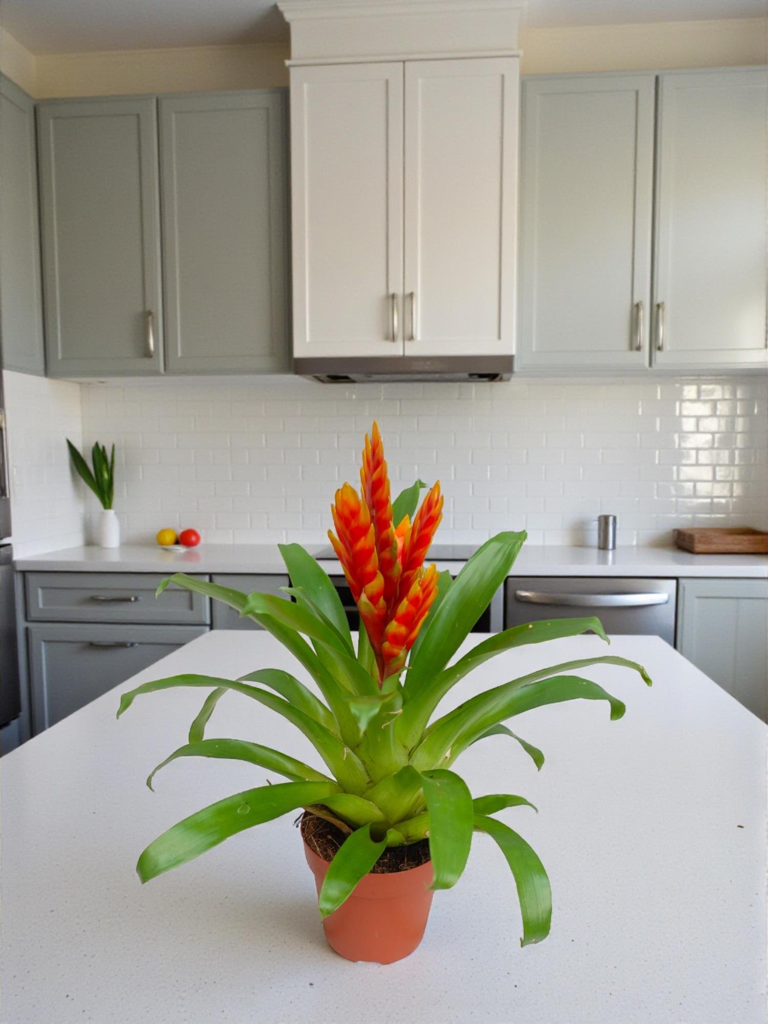 Turuncu Alev Kılıcı – Vriesea Asteria (Vrezya) - Egzotik Seri