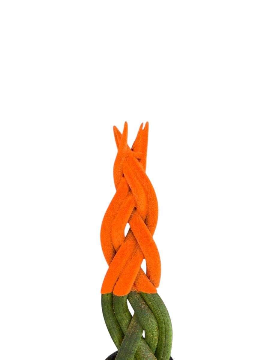 Turuncu Renkli Kadife Örgülü Sansevieria Cylindrica (Paşa Kılıcı) 