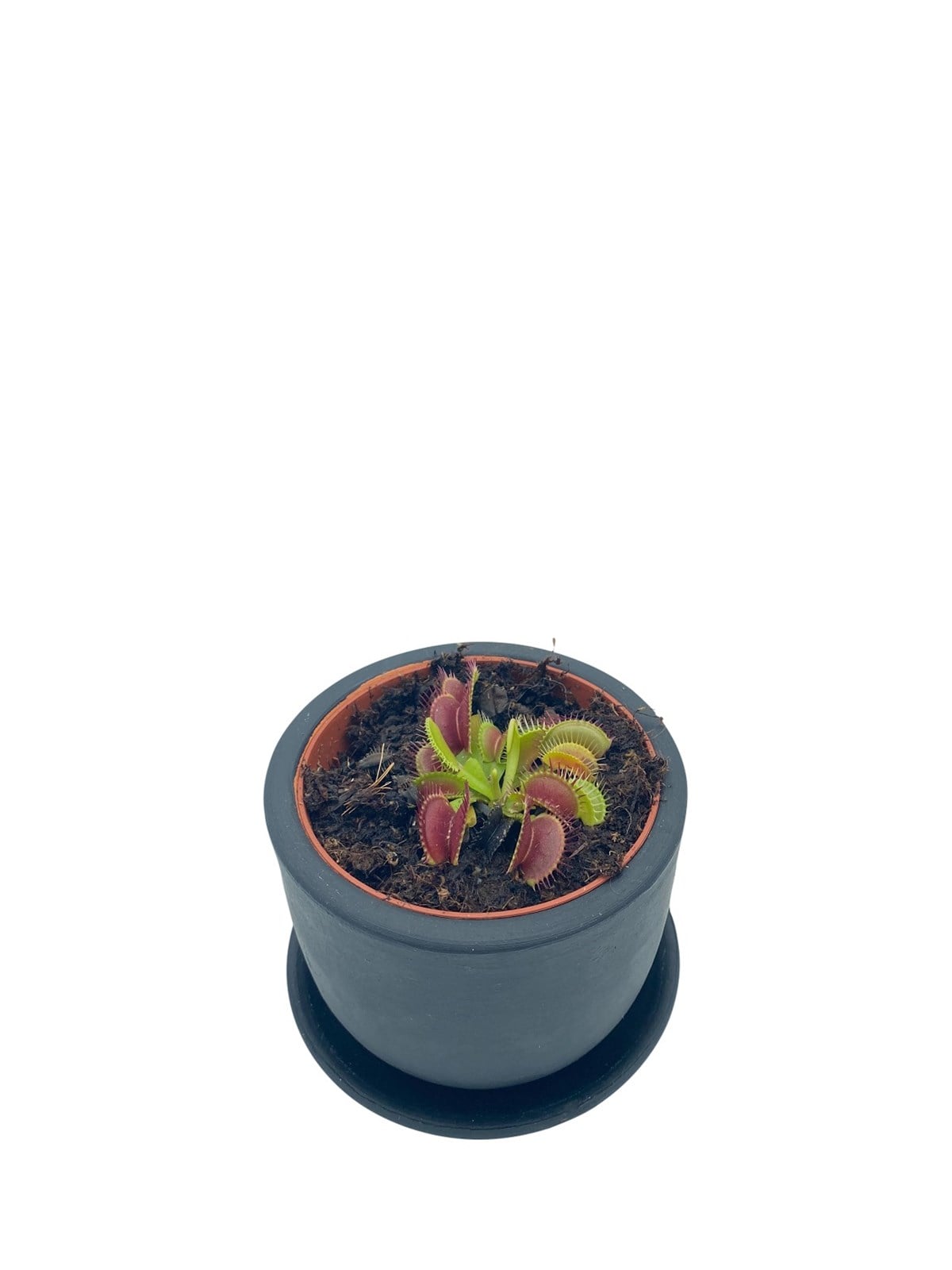 Venus Flytrap