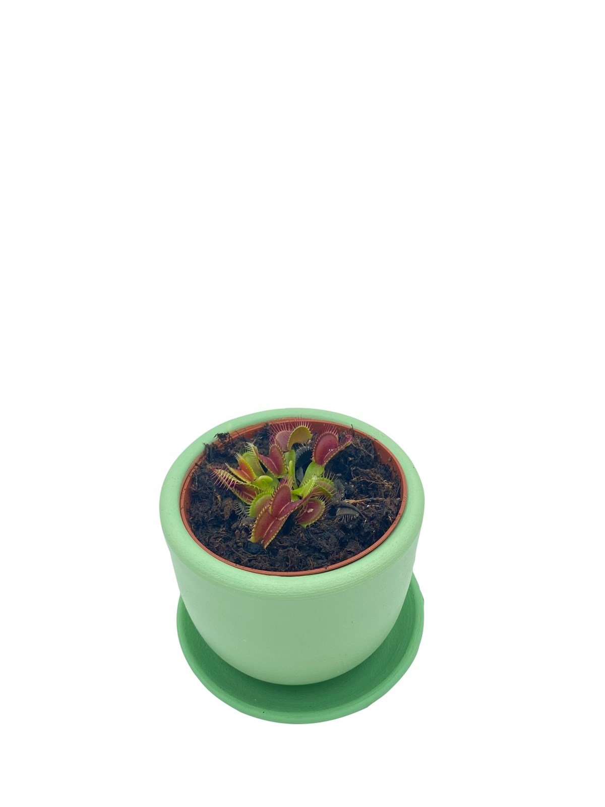 Venus Flytrap