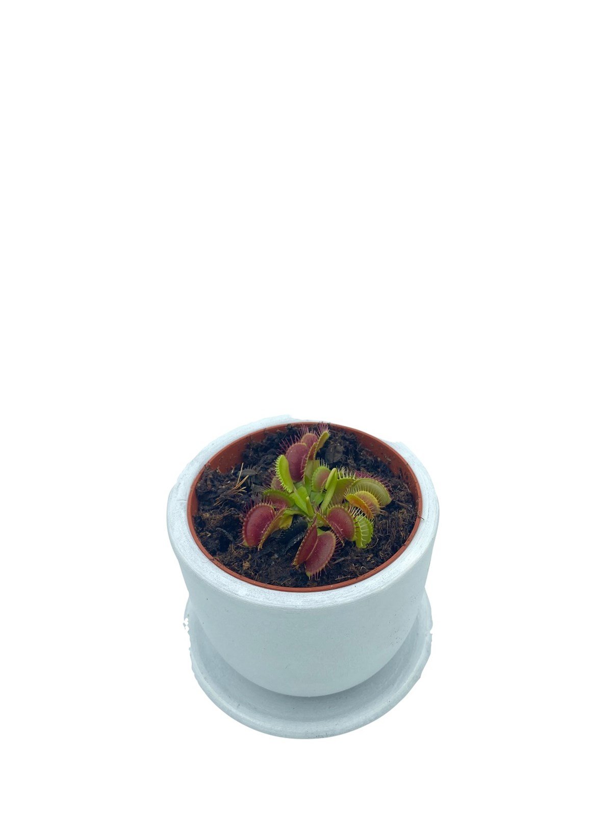 Venus Flytrap