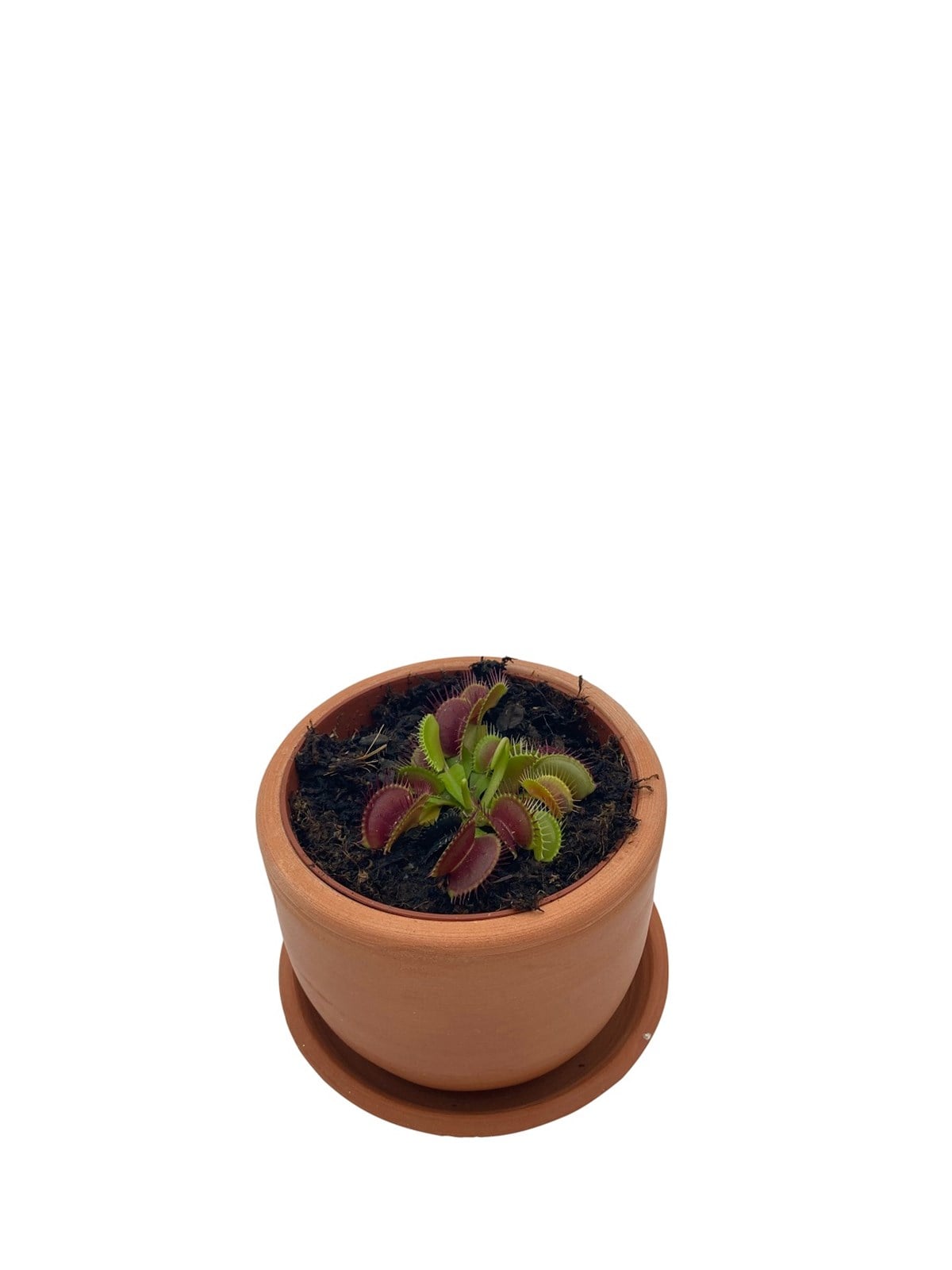 Venus Flytrap
