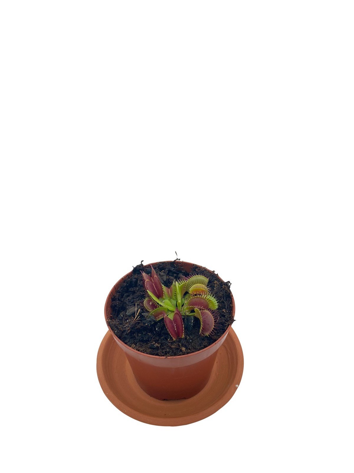 Venus Flytrap