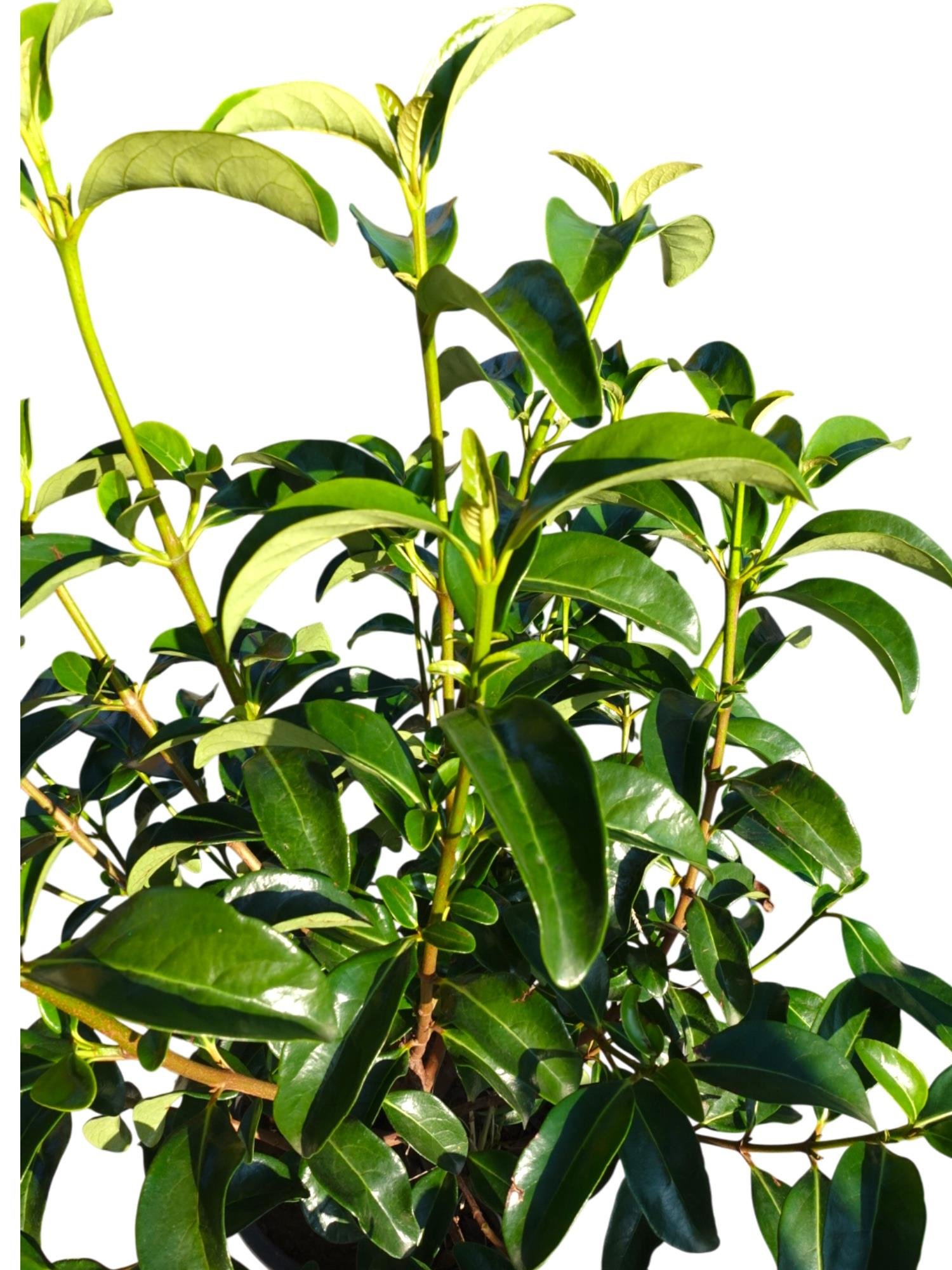 Viburnum Lucidum (Parlak Yapraklı Kartopu) – Ekstra Parlak & Geniş Yapraklı Çit Bitkisi