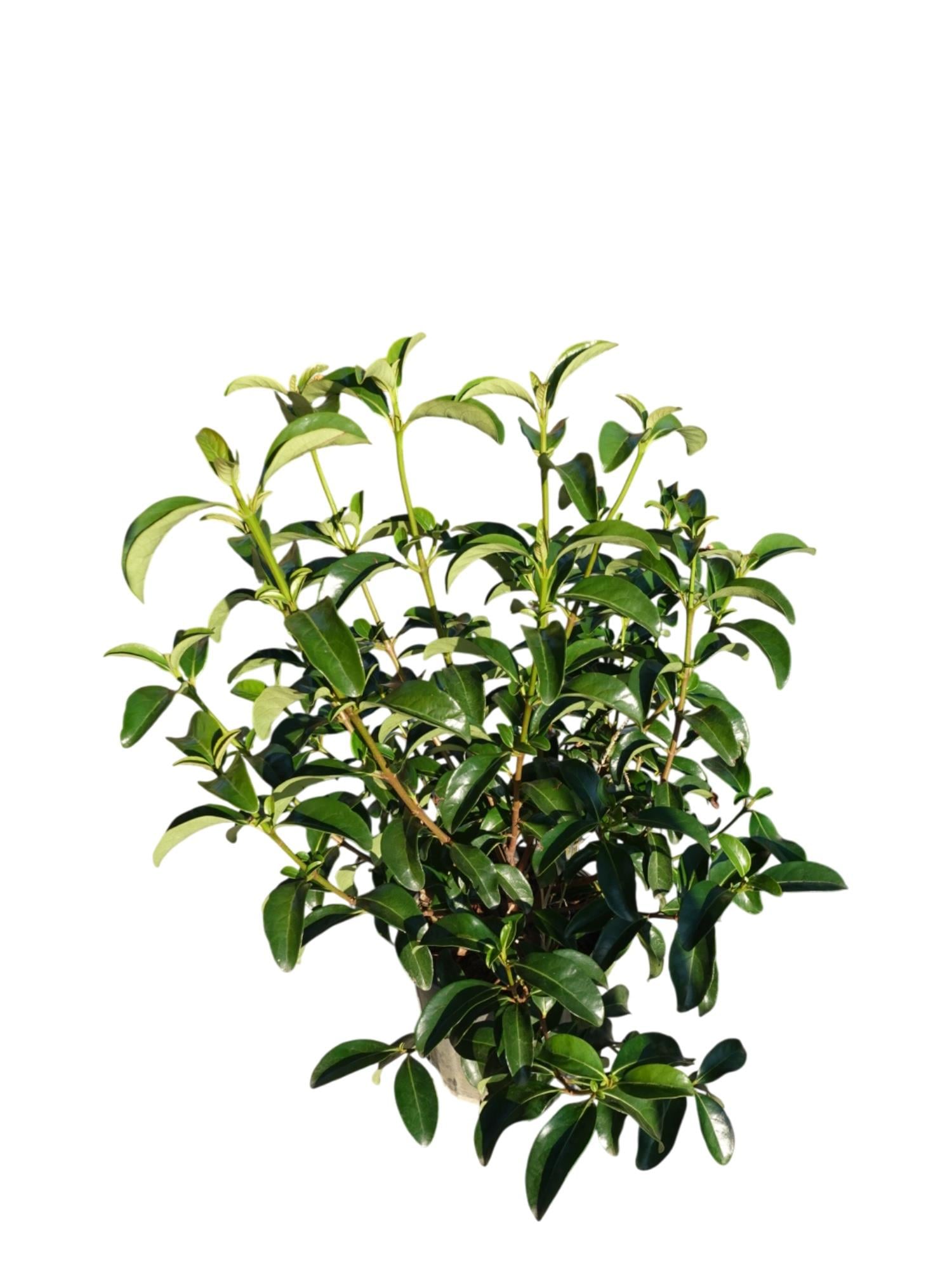 Viburnum Lucidum (Parlak Yapraklı Kartopu) – Ekstra Parlak & Geniş Yapraklı Çit Bitkisi