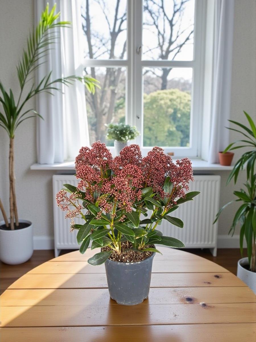 Yeni Yıl Yeni Başlangıçlar Seti - Arokarya - Skimmia Japonica - Elwoodii Çamı