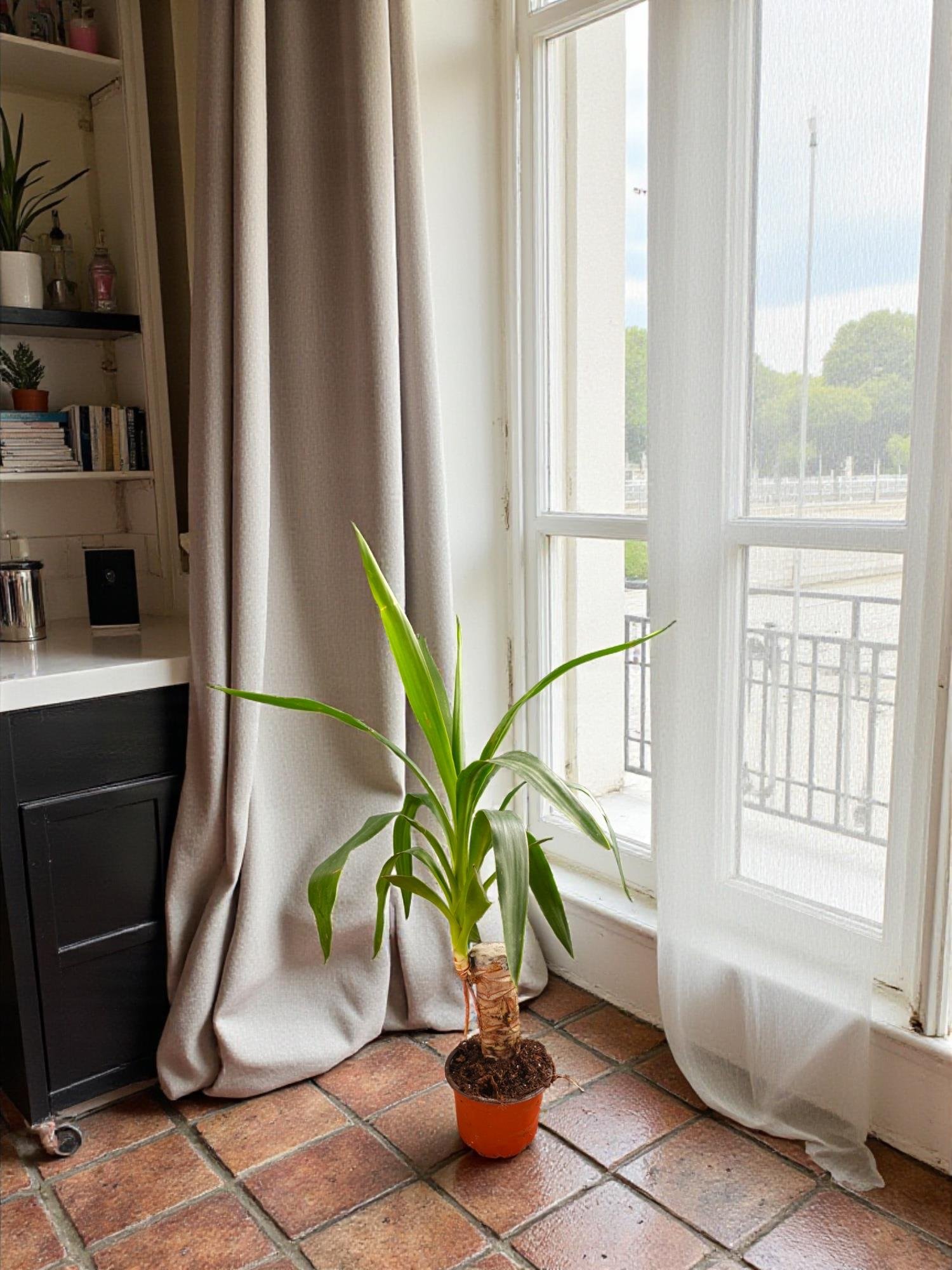 Yukka Tek Gövdeli Yuka 50 Cm ( Yucca Elephantipes )