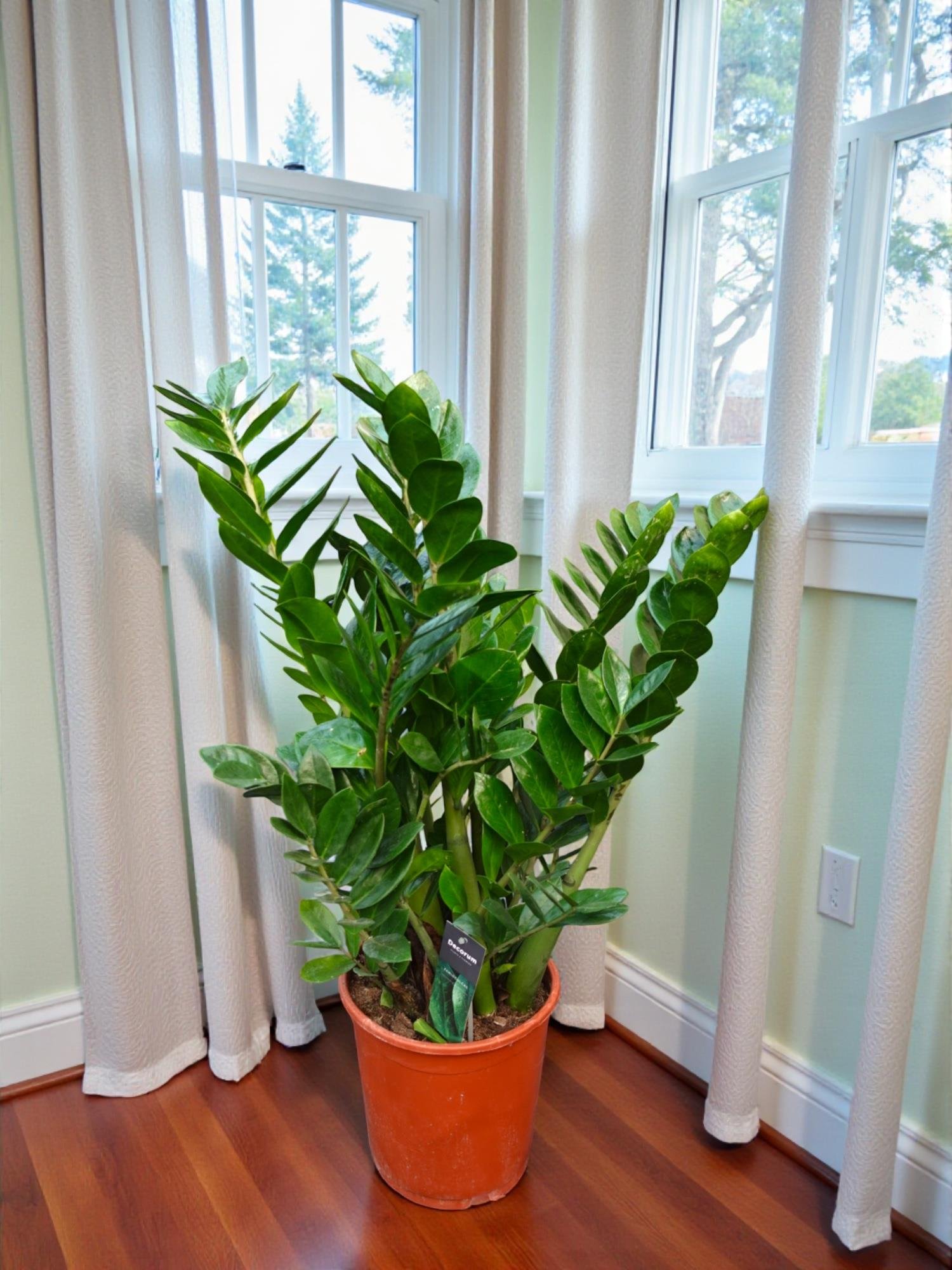 Zamia Zamiifolia XXL – Zeze Bitkisi 80-90 cm - Zahmetsiz Şıklık