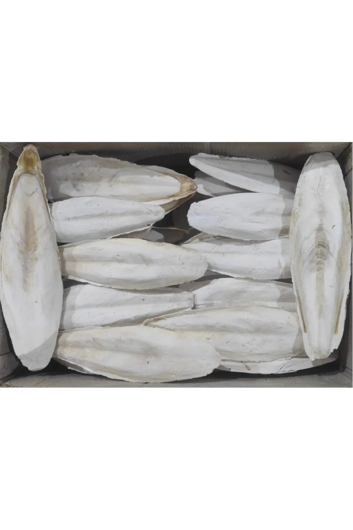 Kalamar Kemiği 500g (20-25 cm) | Büyük Boy Doğal Kalsiyum Kaynağı