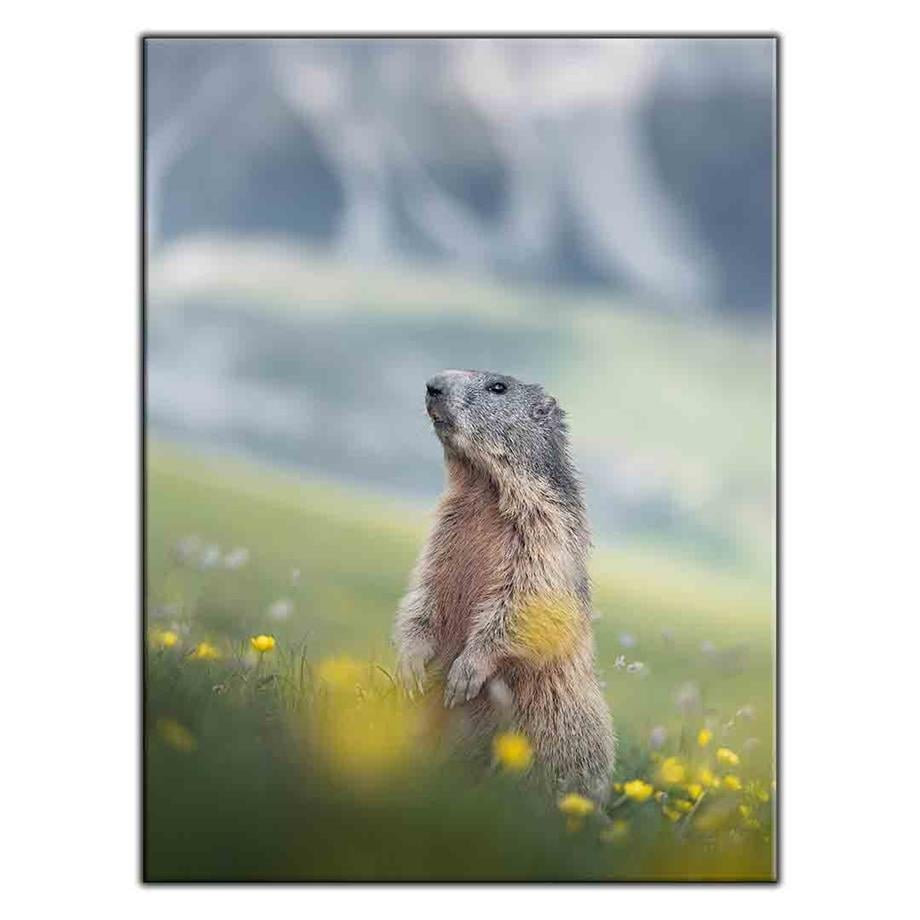 ÇİÇEKLERİN ARASINDAKİ MARMOT KANVAS TABLO ürününe, KANVAS TABLOLAR kategorisinden hemen satın alabilirsiniz.