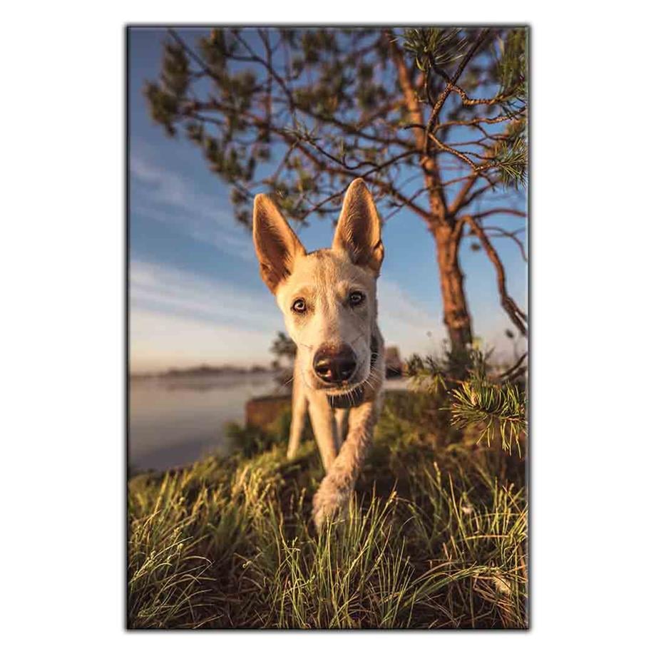 KAHVERENGİ GÖZLÜ SİYAH BURUNLU KÖPEK KANVAS TABLO ürününe, KANVAS TABLOLAR kategorisinden hemen satın alabilirsiniz.