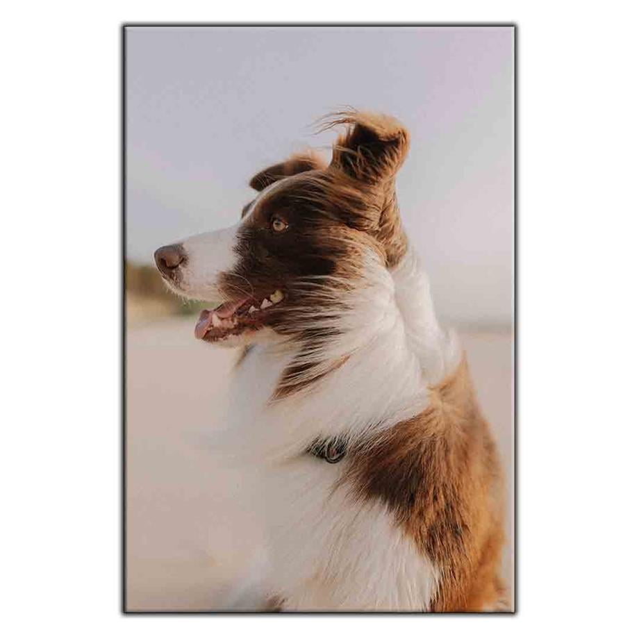 KAHVERENGİ VE BEYAZ TÜYLÜ KÖPEK KANVAS TABLO ürününe, KANVAS TABLOLAR kategorisinden hemen satın alabilirsiniz.