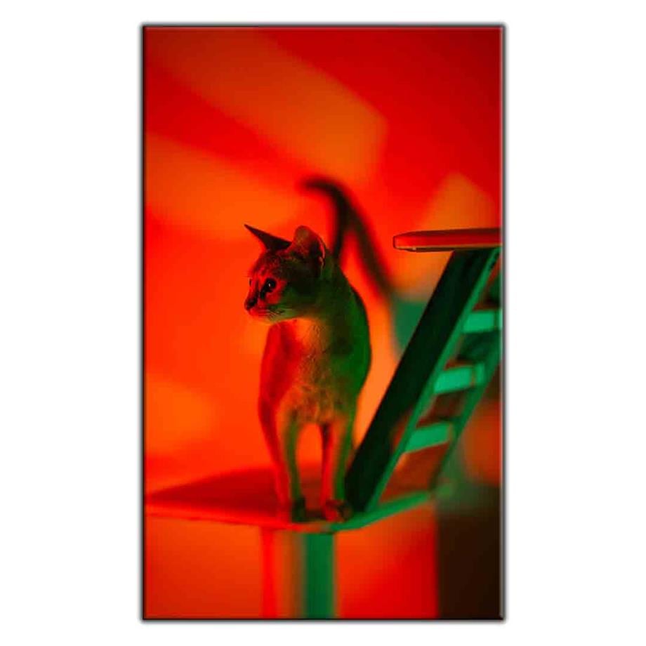 KIRMIZI IŞIĞIN ALTINDAKİ TEKİR KEDİ KANVAS TABLO ürününe, KANVAS TABLOLAR kategorisinden hemen satın alabilirsiniz.