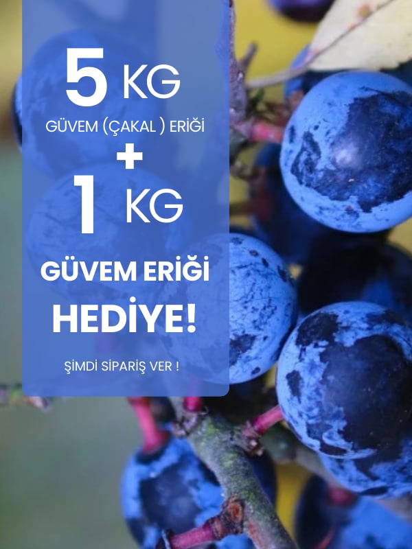 5 kg Güvem Eriği Alana 1 kg Hediye