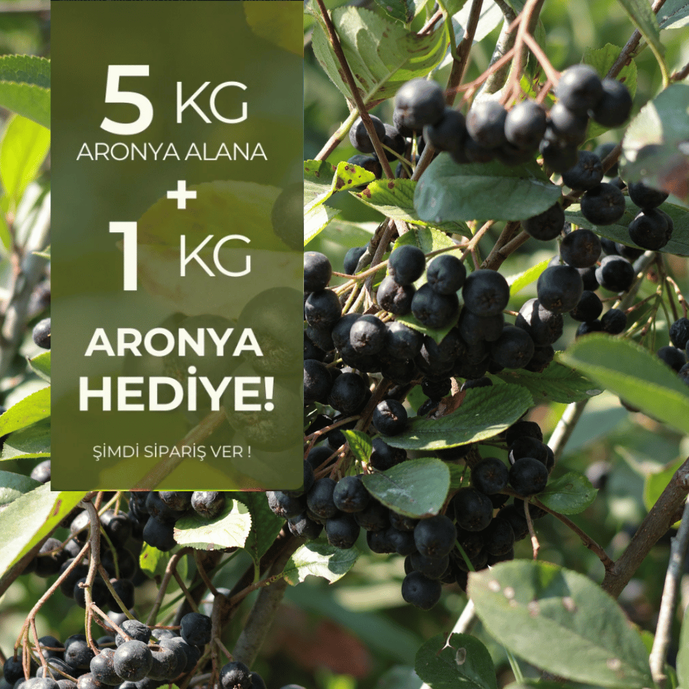5 kg Taze Aronya (Organik Sertifikalı) Alana 1 kg HediyeYaban Mersini ve Orman Meyveleri