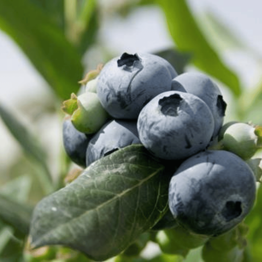 Premium Crispy Yaban Mersini (Blueberry)Yaban Mersini ve Orman Meyveleri