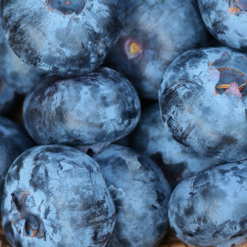Taze Jumbo Yaban Mersini (Blueberry)Yaban Mersini ve Orman Meyveleri