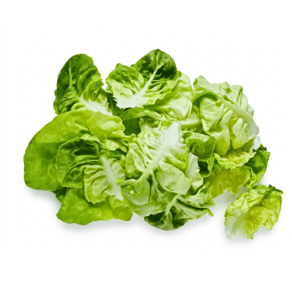 Yağlı Marul - Butterhead Lettuce - 100G PaketSebzeler ve Yeşillikler