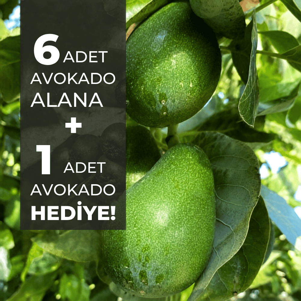 Yerli Finike Avokado (Clifton) 6 Adet Alana 1 Adet HediyeTropik Meyveler