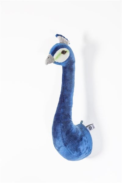 Tavus Kuşu ' Elliot '