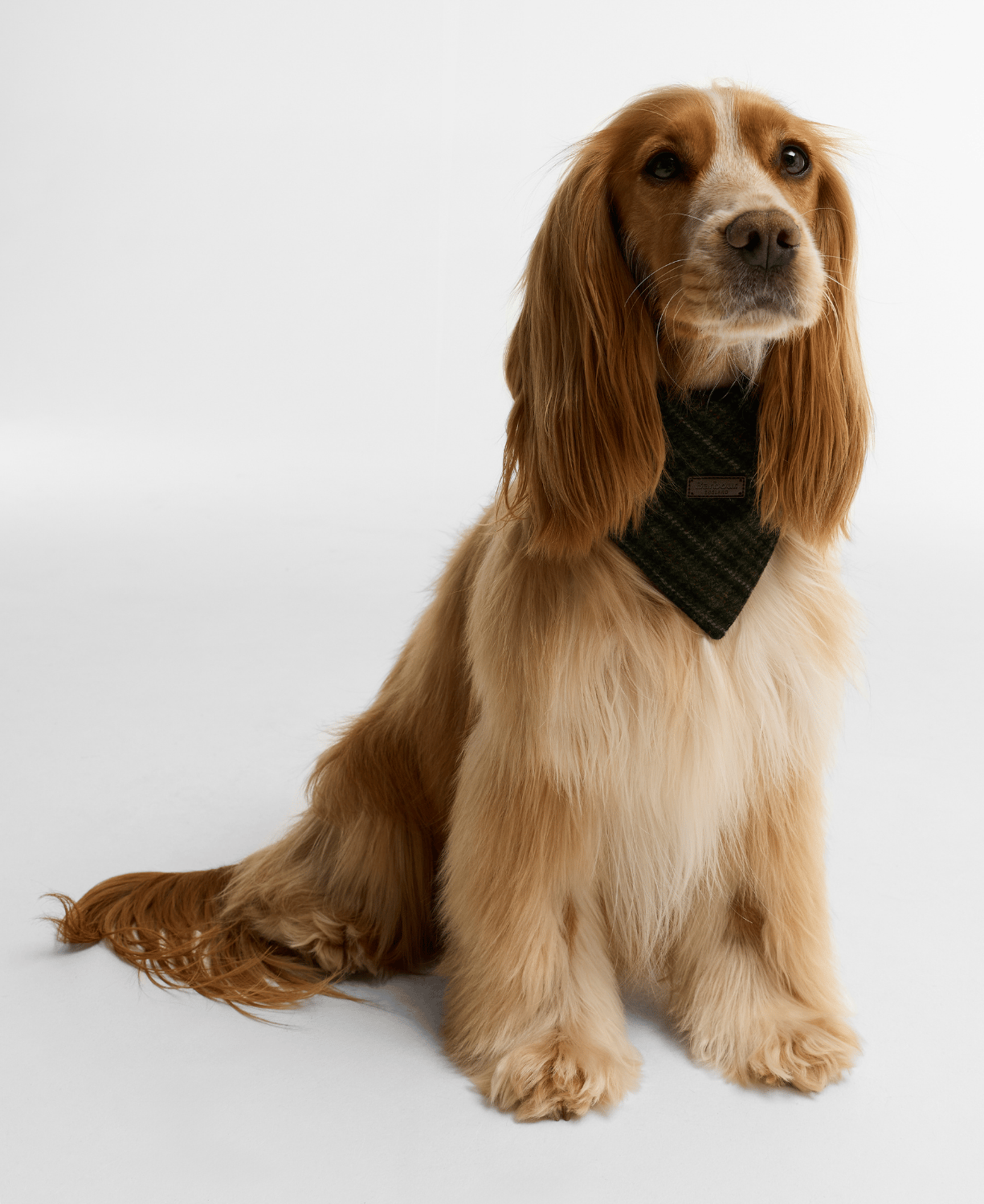 Barbour Dogs Wilkin Bandana