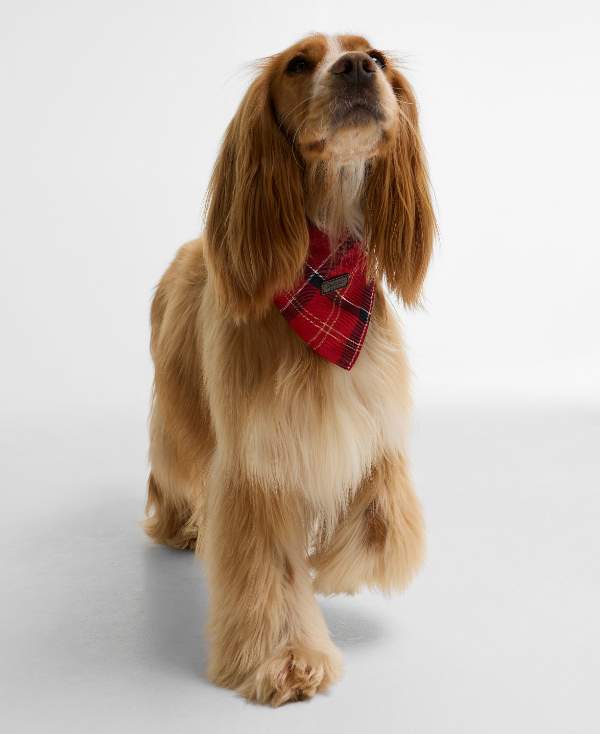 Barbour Tartan Köpek Bandanası