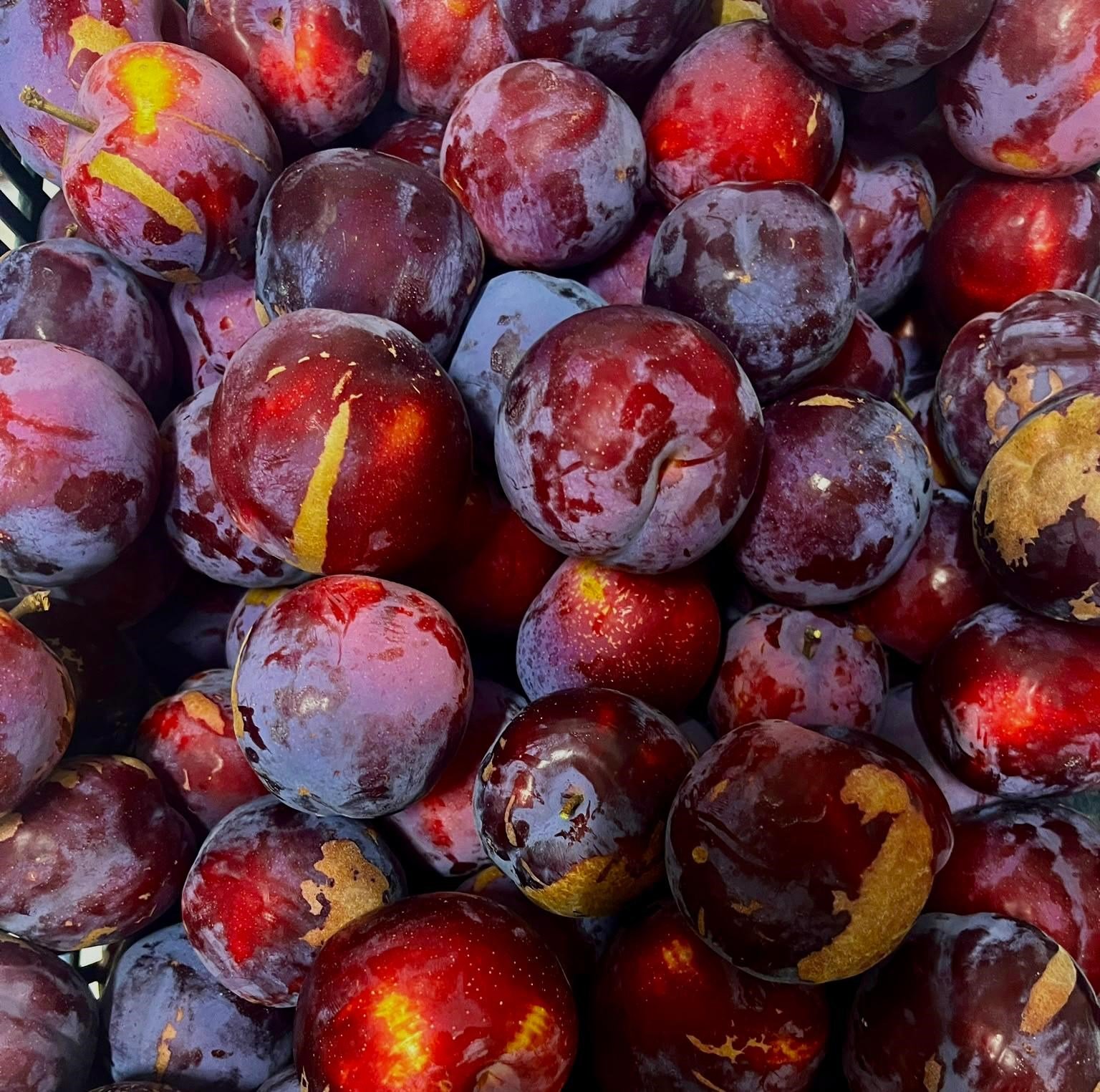 Anjelika Erik 1 kg