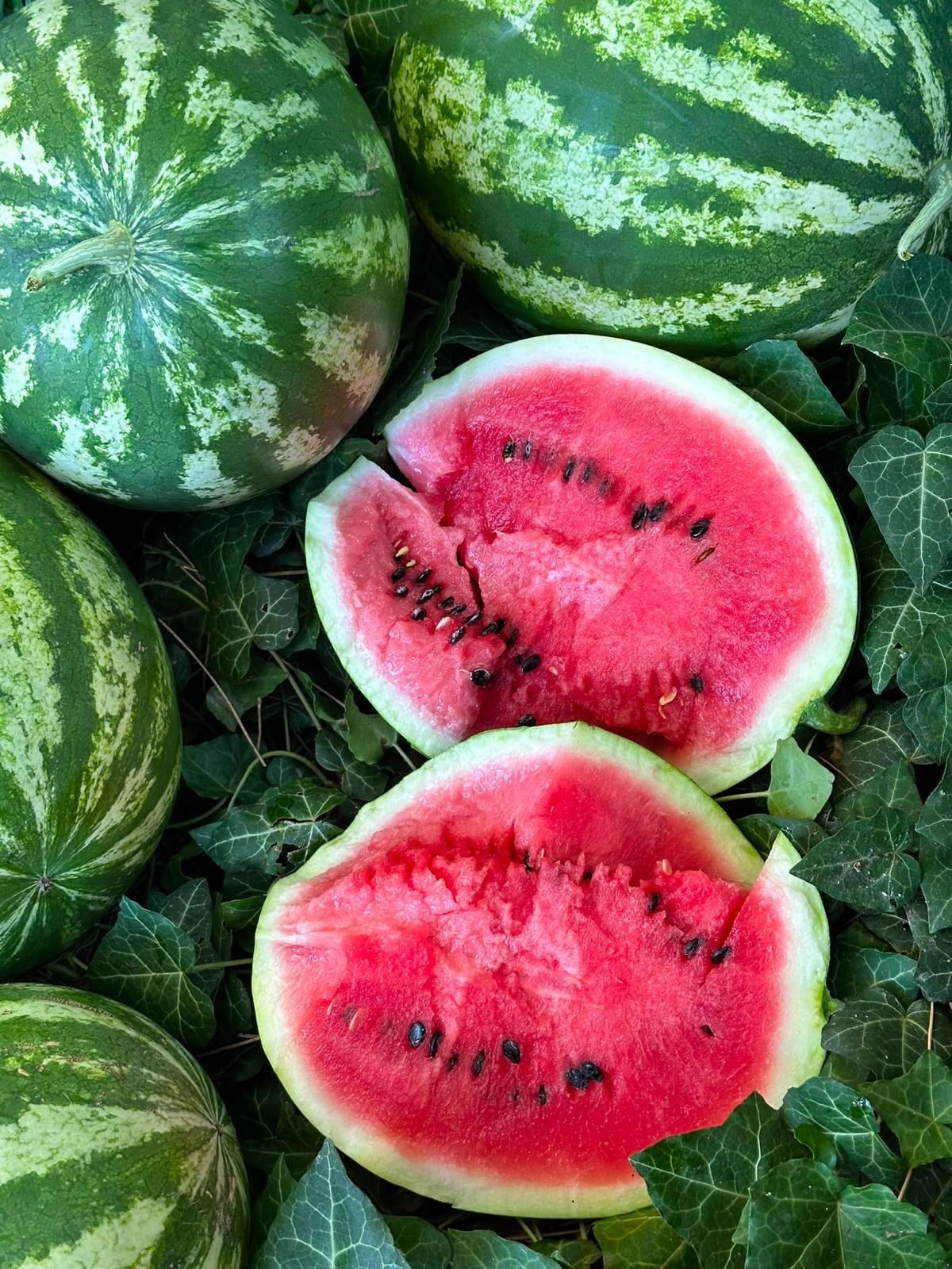 Çizgili Karpuz 3 kg