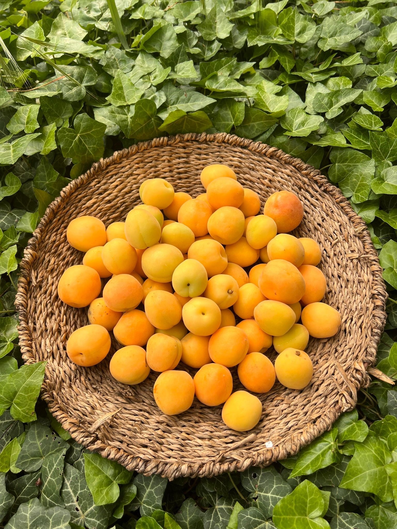 Kayısı 500 gr