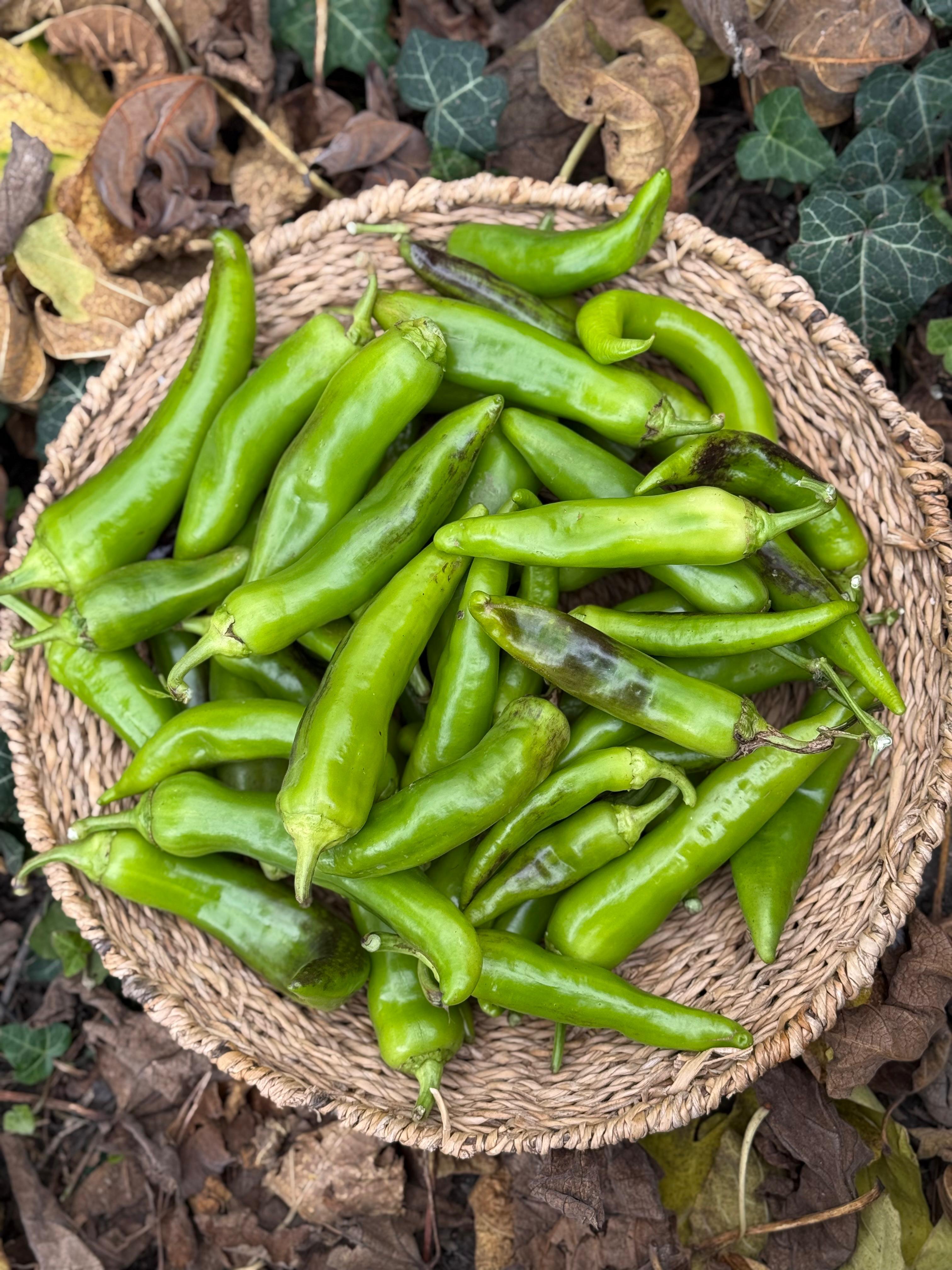 Köy Biberi 500 gr