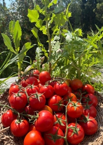 Salkım Domates 600 G