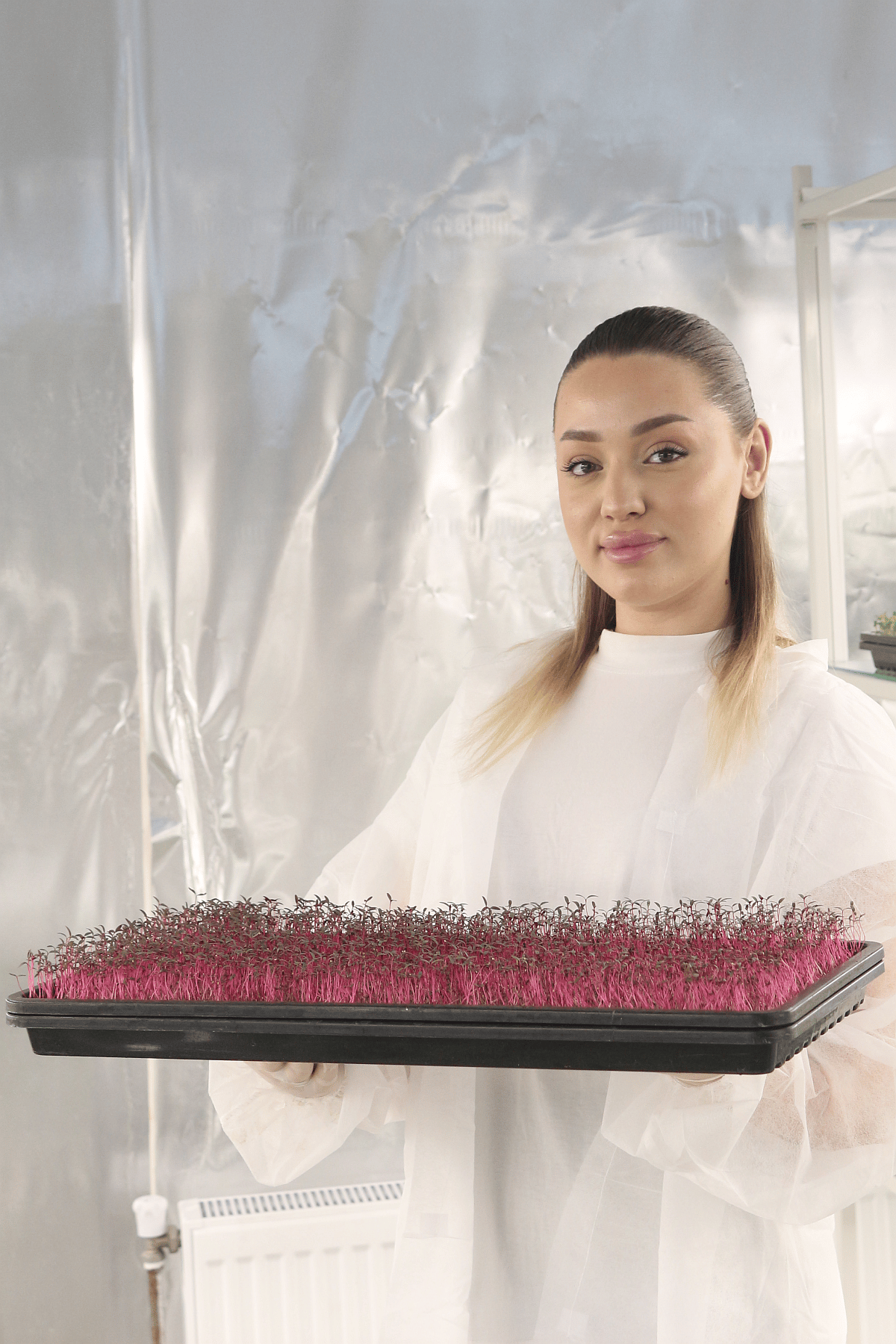 Amaranth Mikrofilizi
