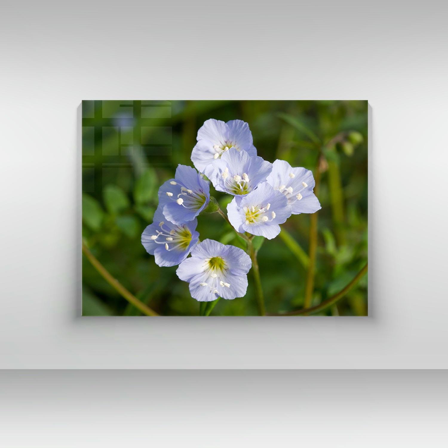 Polemonium Reptans - Cam Tablo