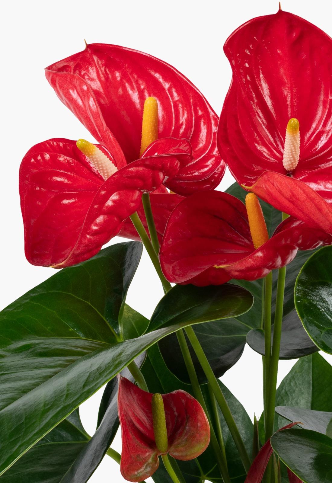 Anthurium scherzerianum-Flamingo Çiçeği 40-60